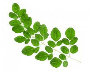 png-transparent-drumstick-tree-cultivated-plant-taxonomy-nutrient-oxygen-radical-absorbance-capacity-real-leaves-food-leaf-nutrition.png