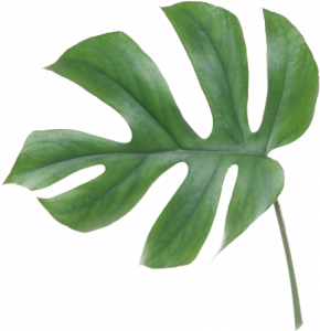 real-leaf-swiss-cheese-plant-green-11581331611nxjfvivdes.png